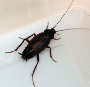 Orientalische Schabe