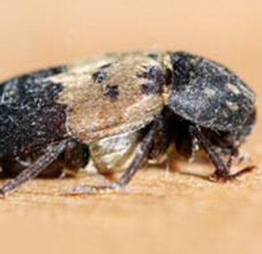 Gemeiner Speckkäfer